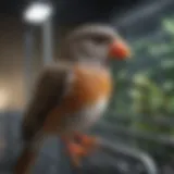 Spacious A and E flight cage designed for small birds