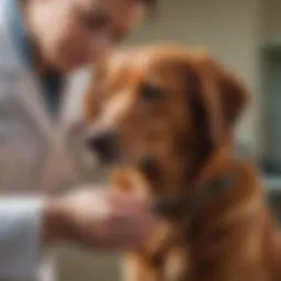 A veterinarian conducting a thorough examination of a dog in a clinical setting