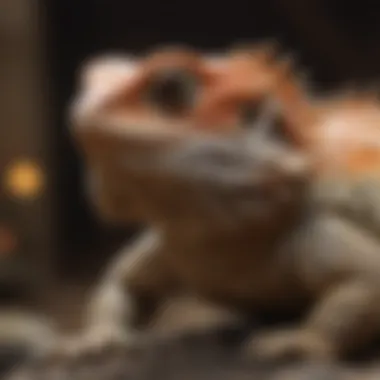 A bearded dragon enthusiast studying care guidelines and resources.