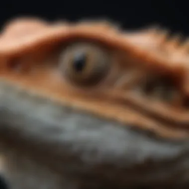 Close-up of a bearded dragon's textured skin