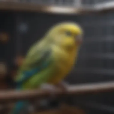 Material options for budgie cages