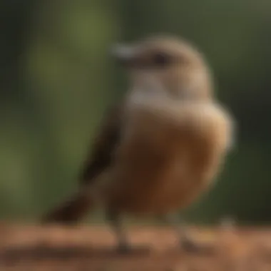 An illustrated guide showing various bird species and their corresponding sound waves.