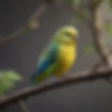 A vibrant budgie perched on a colorful branch