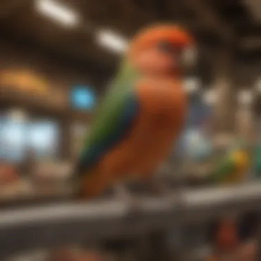 Diverse Selection of Pet Birds Available in Sydney A vibrant array of pet birds in a pet store