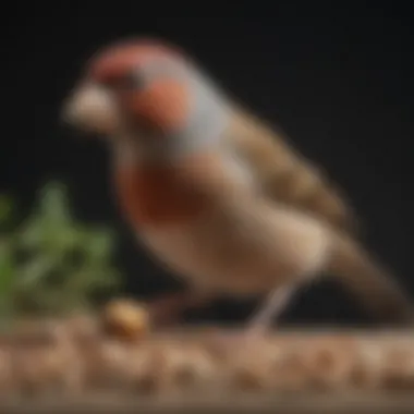 A close-up of a finch feeding on seeds, illustrating dietary needs.