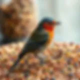 Colorful seeds and grains suitable for wild birds