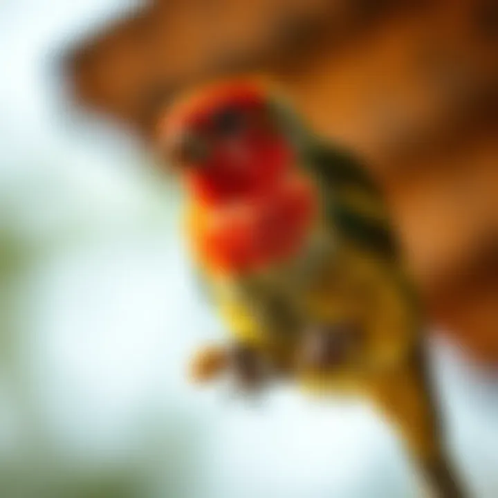 Expert consultation on bird dietary needs