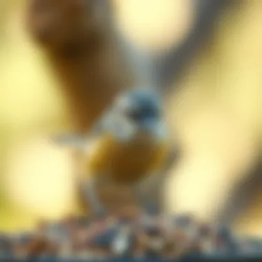 A pet bird enjoying a mix of seeds