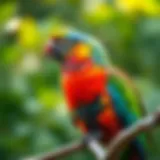 Curious Parrot Observing Its Surroundings A colorful parrot perched on a branch looking around curiously