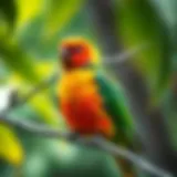 A colorful parakeet perched elegantly on a branch, showcasing its vibrant plumage.