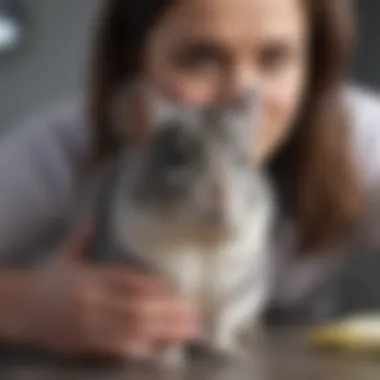 Veterinarian examining a chinchilla for health check-up