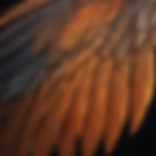 A close-up of a bird's wing showing flight feathers