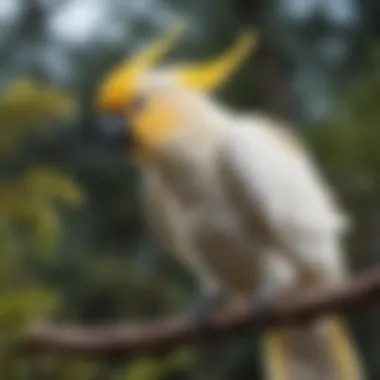 A vibrant yellow-crested cockatoo perched on a branch