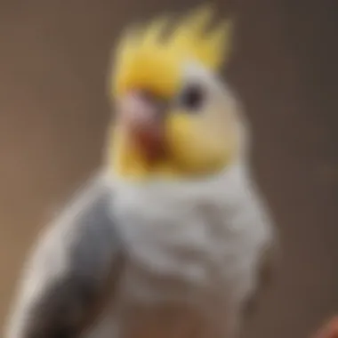 A healthy cockatiel perched happily on a shoulder