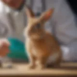 A healthy rabbit being examined by a veterinarian