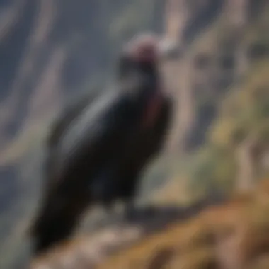 An Andean condor in the midst of its natural habitat