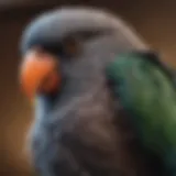 A close-up of a pet bird perched on a shoulder