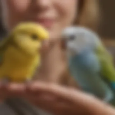 A small budgerigar playfully interacting with its owner, highlighting their bond.