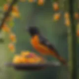 A vibrant oriole perched on a colorful feeder filled with fruit