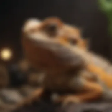 Bearded dragon exhibiting natural behaviors in its enclosure