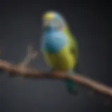 Colorful Budgerigar perched on a branch