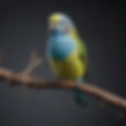 Colorful Budgerigar perched on a branch