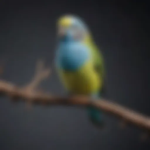 Colorful Budgerigar perched on a branch