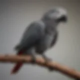 A vibrant African Grey Parrot perched on a branch, showcasing its striking gray feathers and red tail.