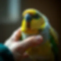 A close-up of a parakeet enjoying gentle petting.