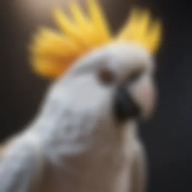 Majestic Cockatoo with bright crest