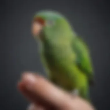 A close-up of a cheerful parakeet perched on a finger, symbolizing companionship