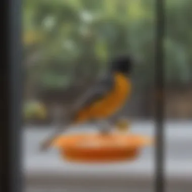 A window-mounted oriole feeder offering close viewing