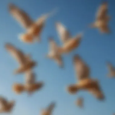 A flock of Larks soaring in a clear blue sky