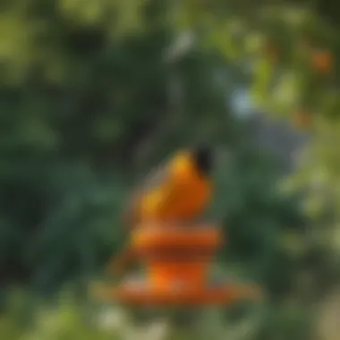 Vibrant oriole orange feeder hanging in a garden