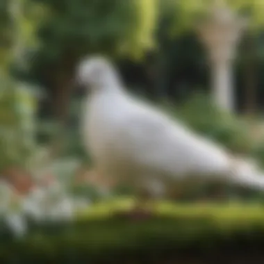 An elegant white dove in a serene garden setting