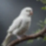 A striking white parakeet perched gracefully on a branch