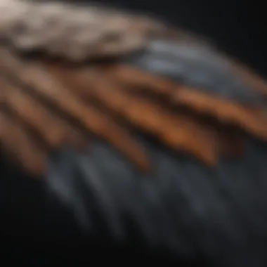 A detailed view of a bird's wing structure, showcasing its aerodynamic features.