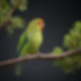 A vibrant parakeet perched on a branch, showcasing its healthy feathers and bright colors.