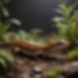 A vibrant skink basking under a heat lamp in a well-designed terrarium.