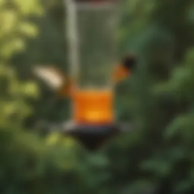 Optimal placement of hummingbird feeders in a garden