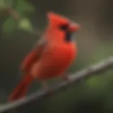 A vibrant red cardinal perched on a branch, showcasing its distinctive plumage and sharp beak.