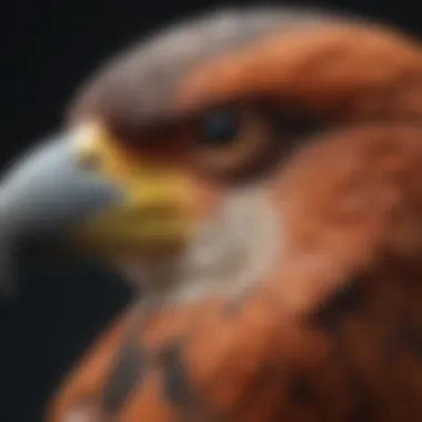 A close-up view of a bird's beak illustrating various shapes and sizes.