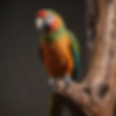 Close-up of a natural wood parrot perch illustrating its texture and design.