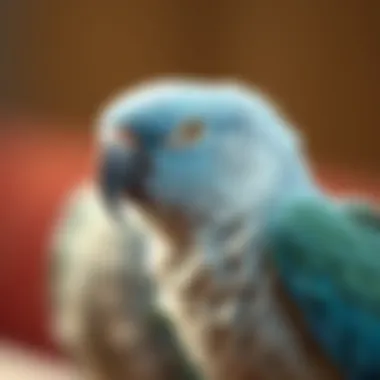 Nutritional Pellets for Parrots Nutritionally balanced pellets designed for pet parrots