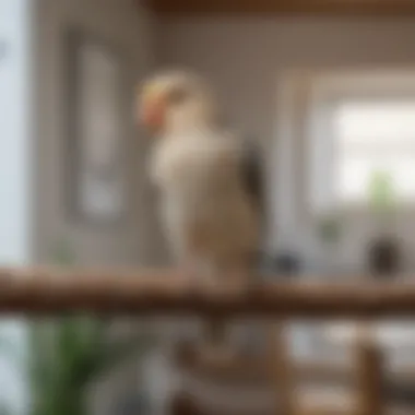 Natural Wood Perch for Cockatiels Natural wood perch for cockatiels in a bright living space
