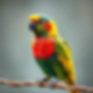 Benefits of Registering Your Pet Bird An informative checklist of benefits associated with pet bird registration