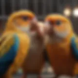 Two pet birds demonstrating aggressive behavior in a cage