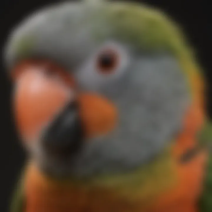 A close-up of a Cape parrot, emphasizing its unique feather patterns and facial features.