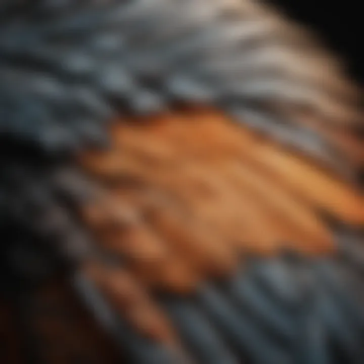 Anatomy of a bird wing highlighting feathers and structure