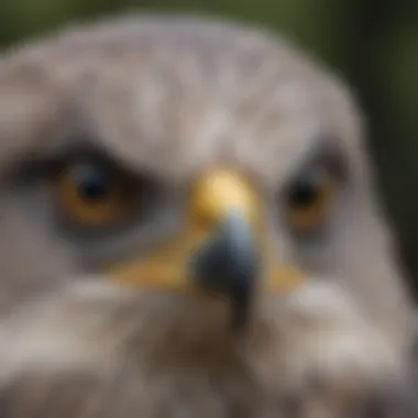 A close-up of a Gray Hawk's keen eyes, emphasizing its hunting prowess.